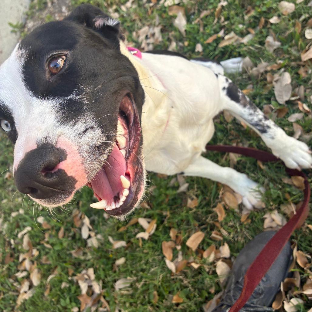 Enlarge Missy, a Adoptable mixed breed in San Antonio, TX image 4/6