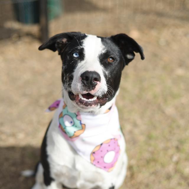 Enlarge Missy, a Adoptable mixed breed in San Antonio, TX image 5/6