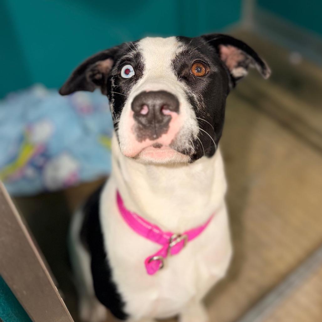 Enlarge Missy, a Adoptable mixed breed in San Antonio, TX image 6/6