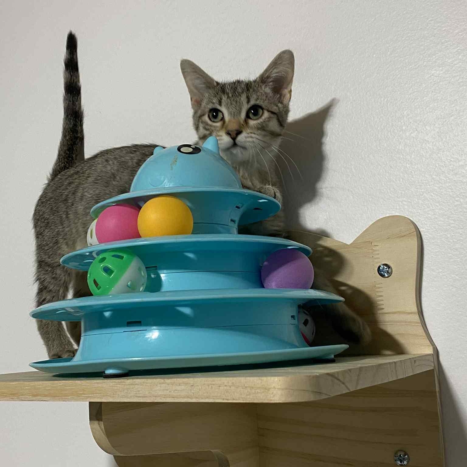 Enlarge Gracie , a ADOPTABLE Domestic Short Hair in Barrington Hills, IL image 1/5