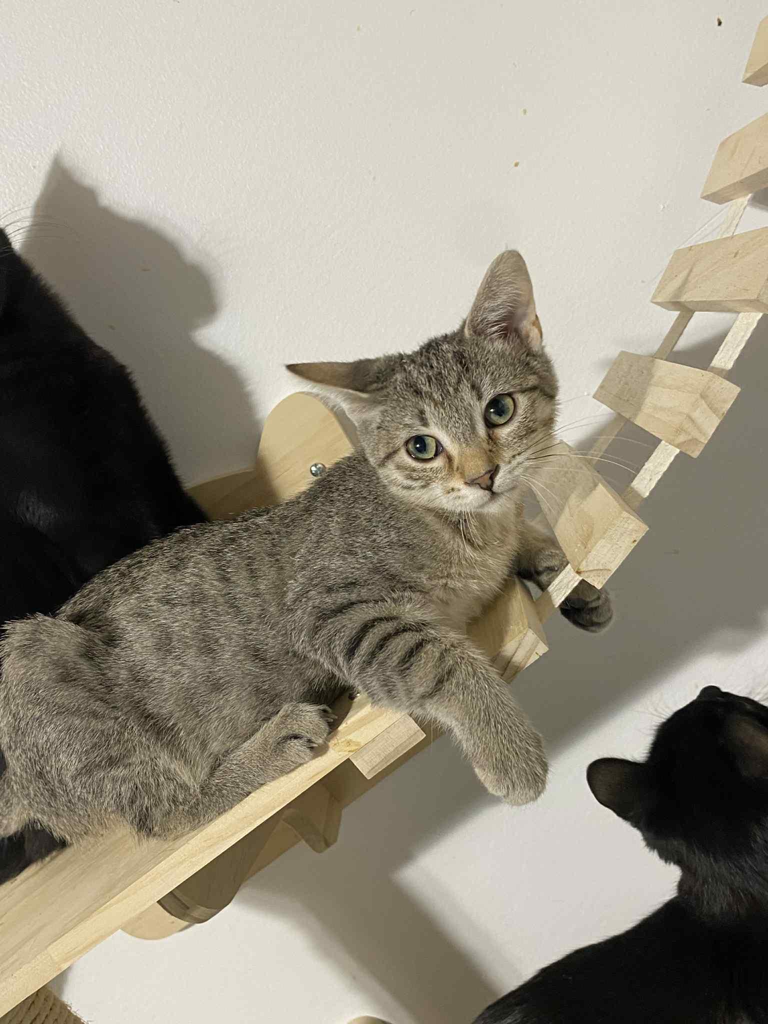 Enlarge Gracie , a ADOPTABLE Domestic Short Hair in Barrington Hills, IL image 2/5