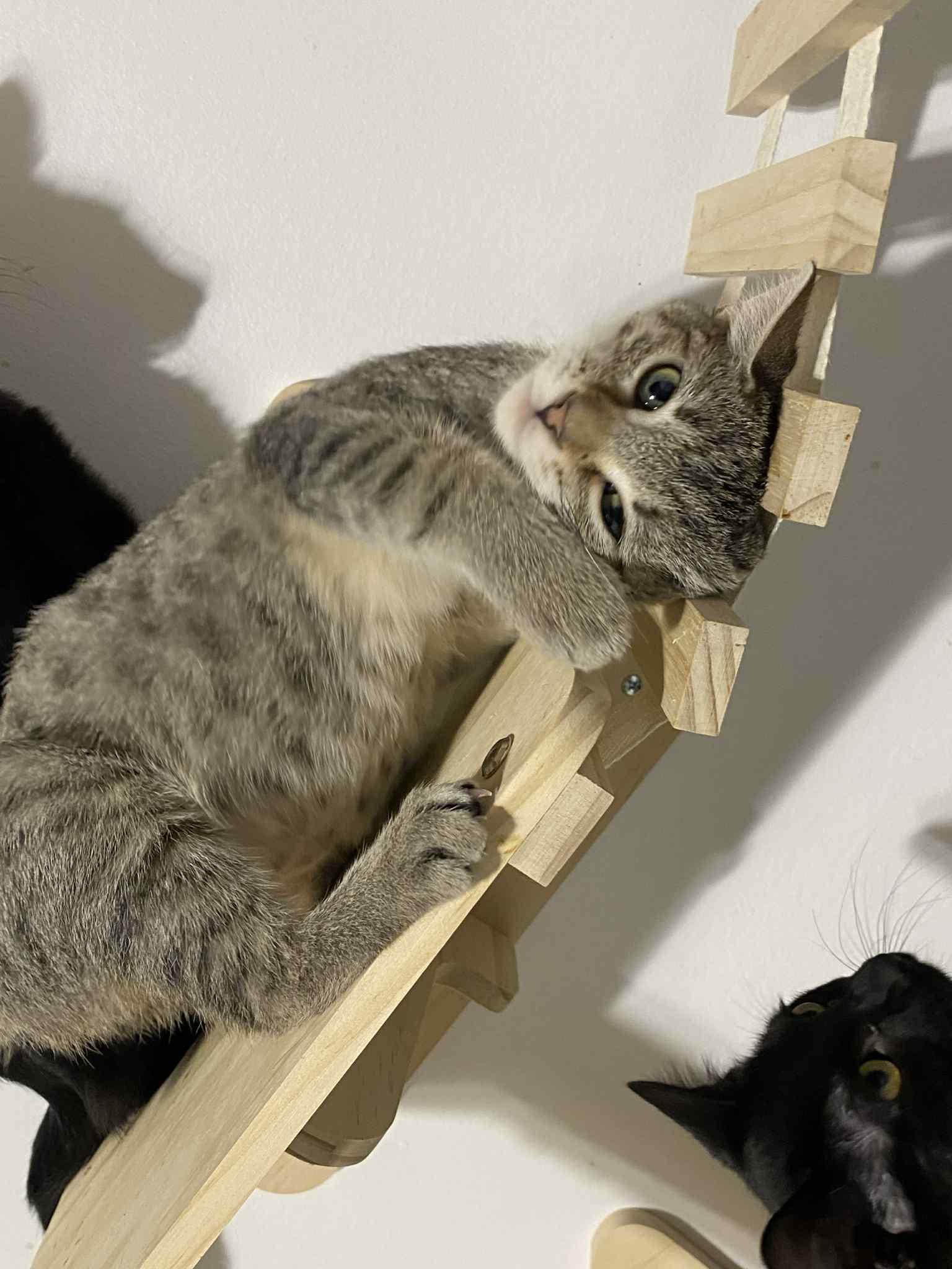 Enlarge Gracie , a ADOPTABLE Domestic Short Hair in Barrington Hills, IL image 4/5