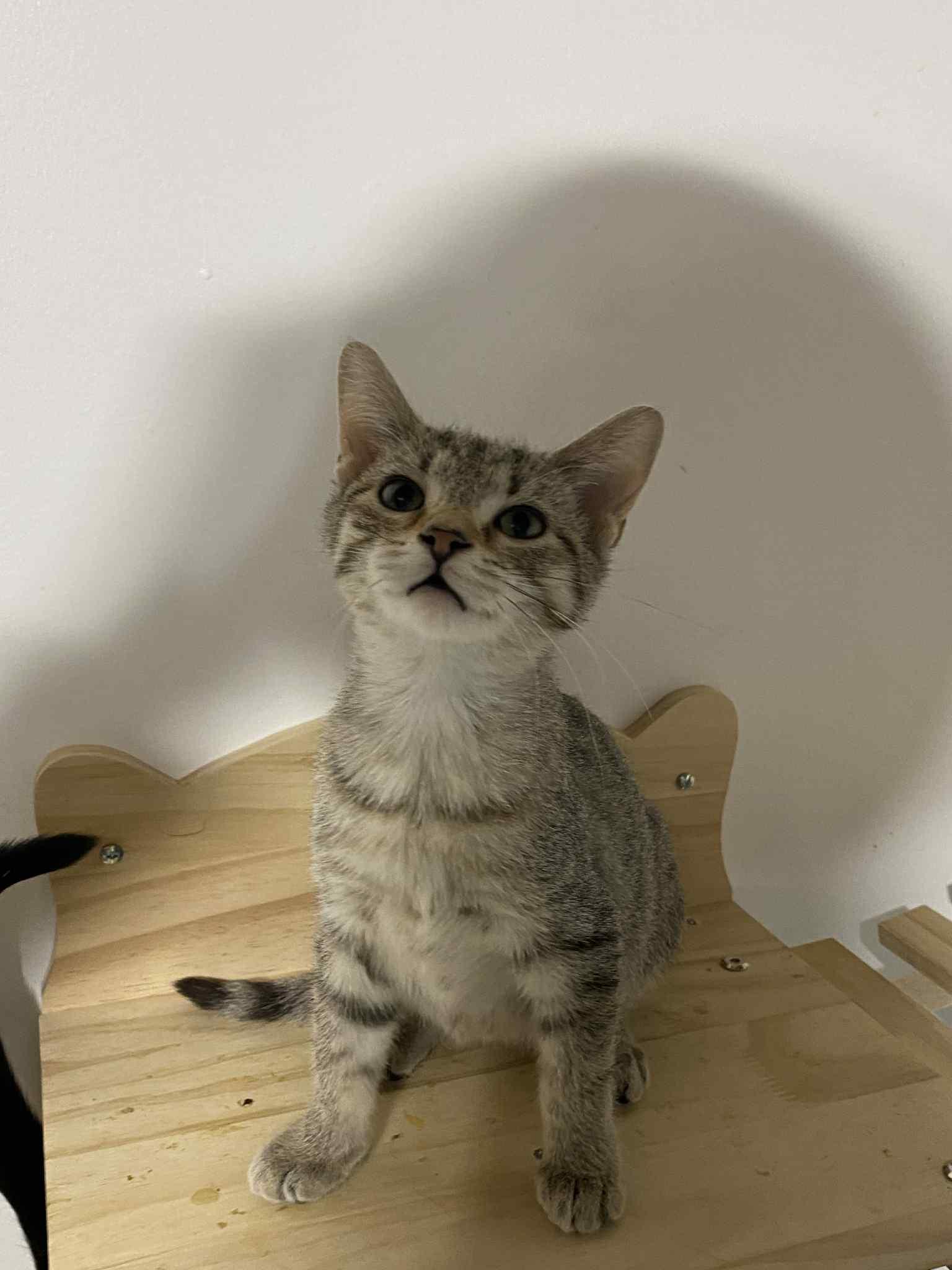 Enlarge Gracie , a ADOPTABLE Domestic Short Hair in Barrington Hills, IL image 5/5