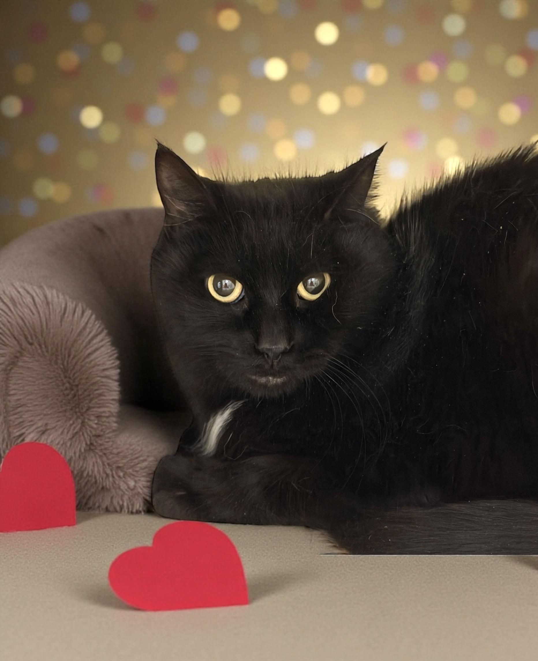 Enlarge Lucie, a Adoptable Domestic Short Hair in Elyria, OH image 1/2