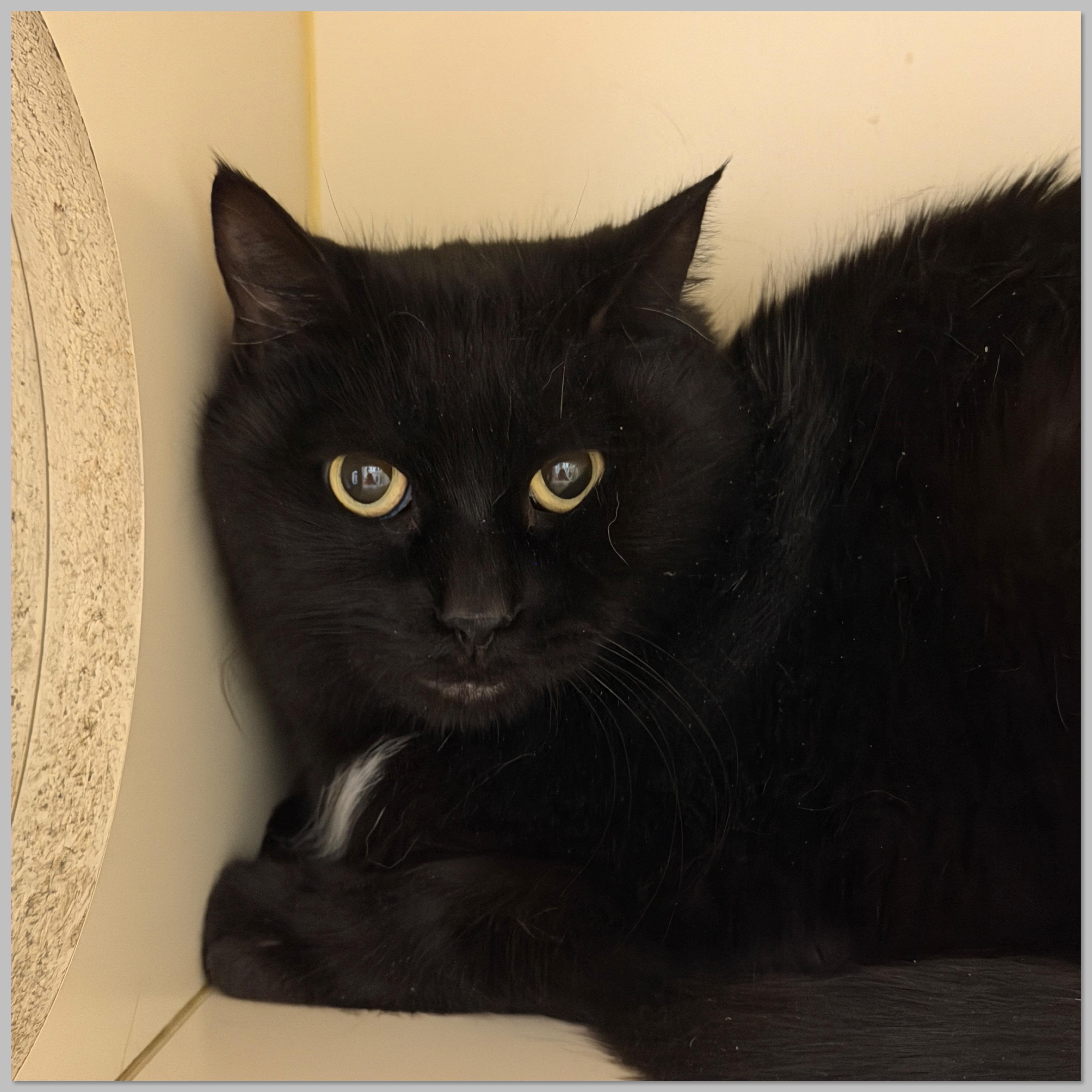 Enlarge Lucie, a Adoptable Domestic Short Hair in Elyria, OH image 2/2