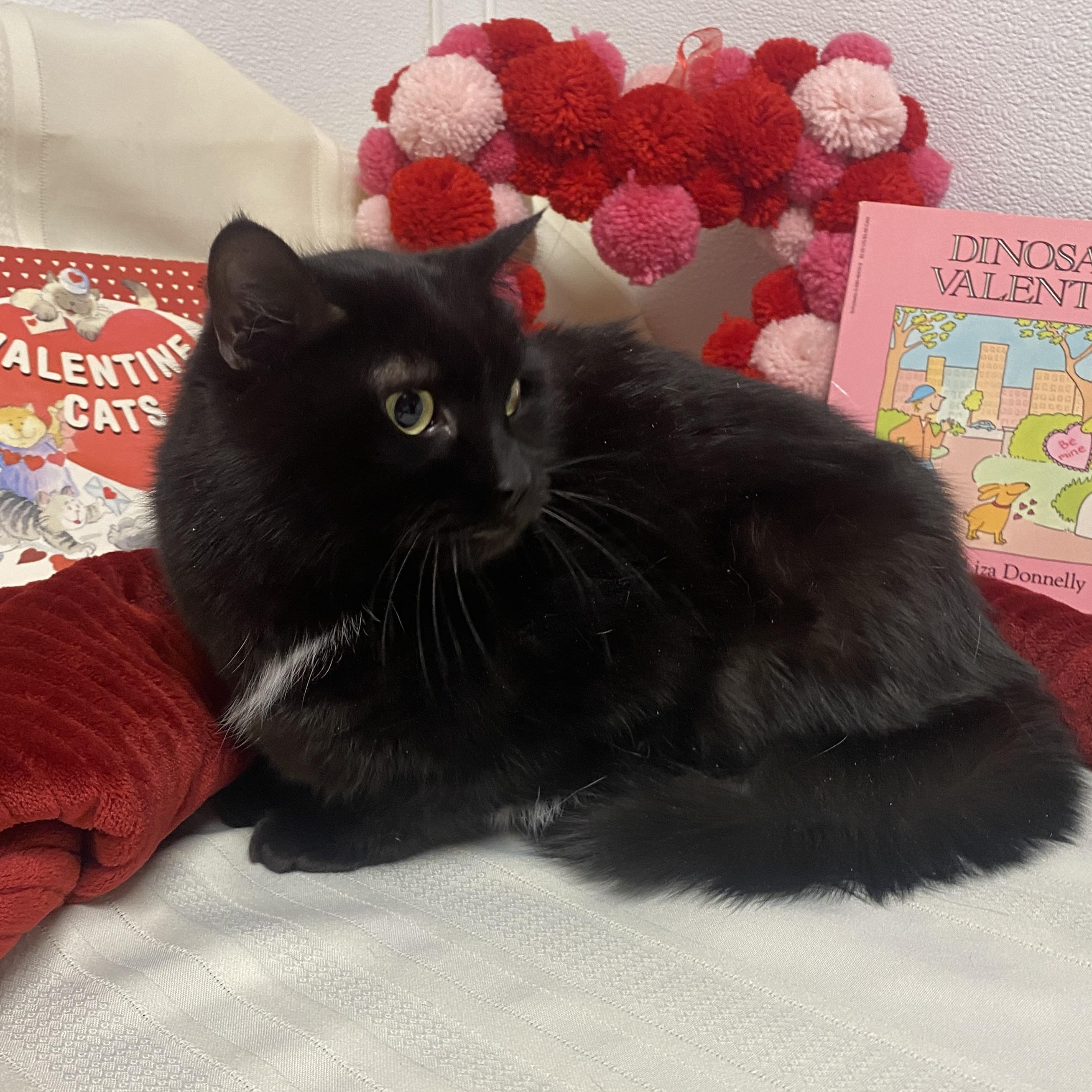 Enlarge Lucie, an adopted Domestic Short Hair in Elyria, OH image 5/6