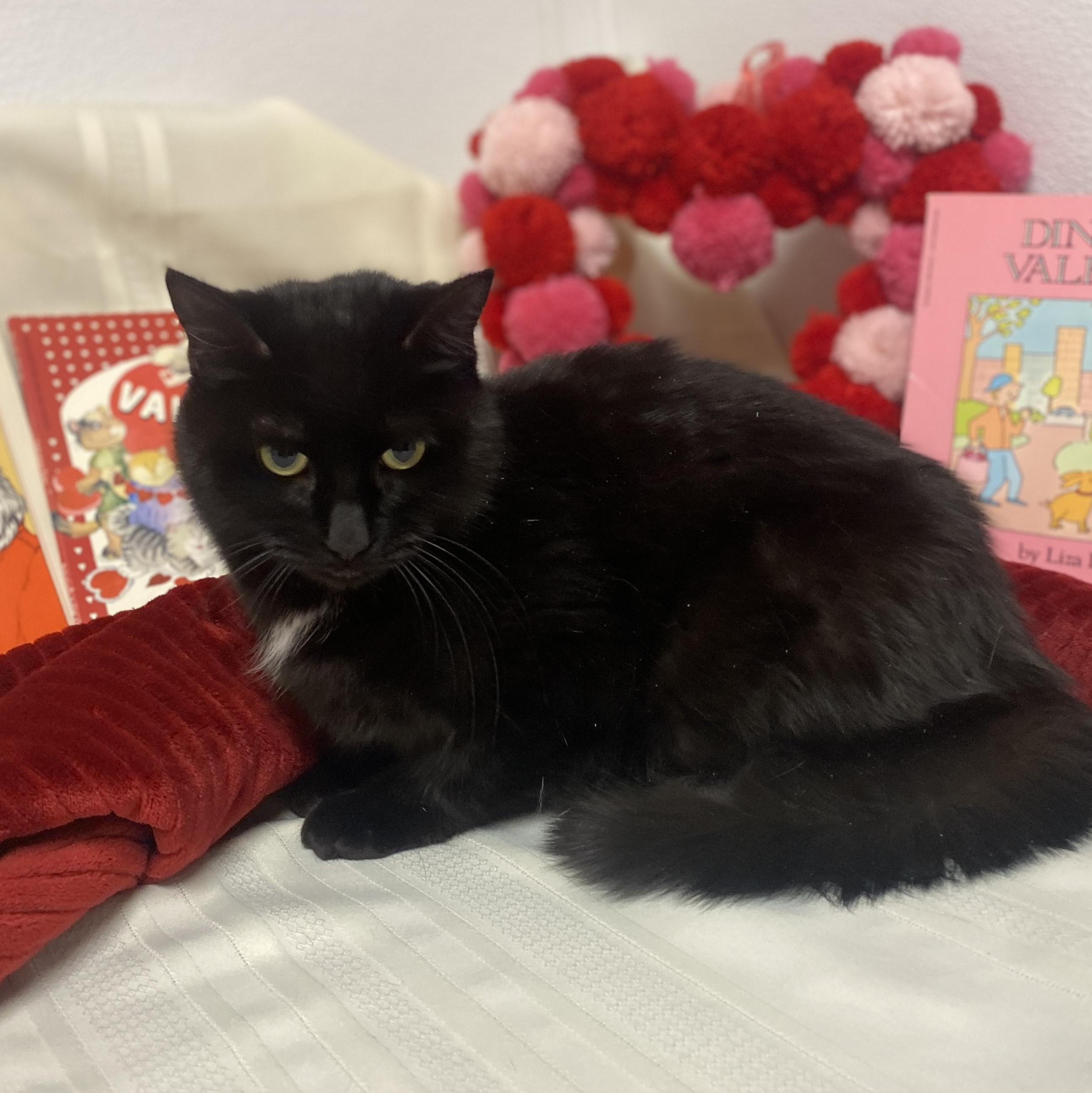 Enlarge Lucie, an adopted Domestic Short Hair in Elyria, OH image 1/6