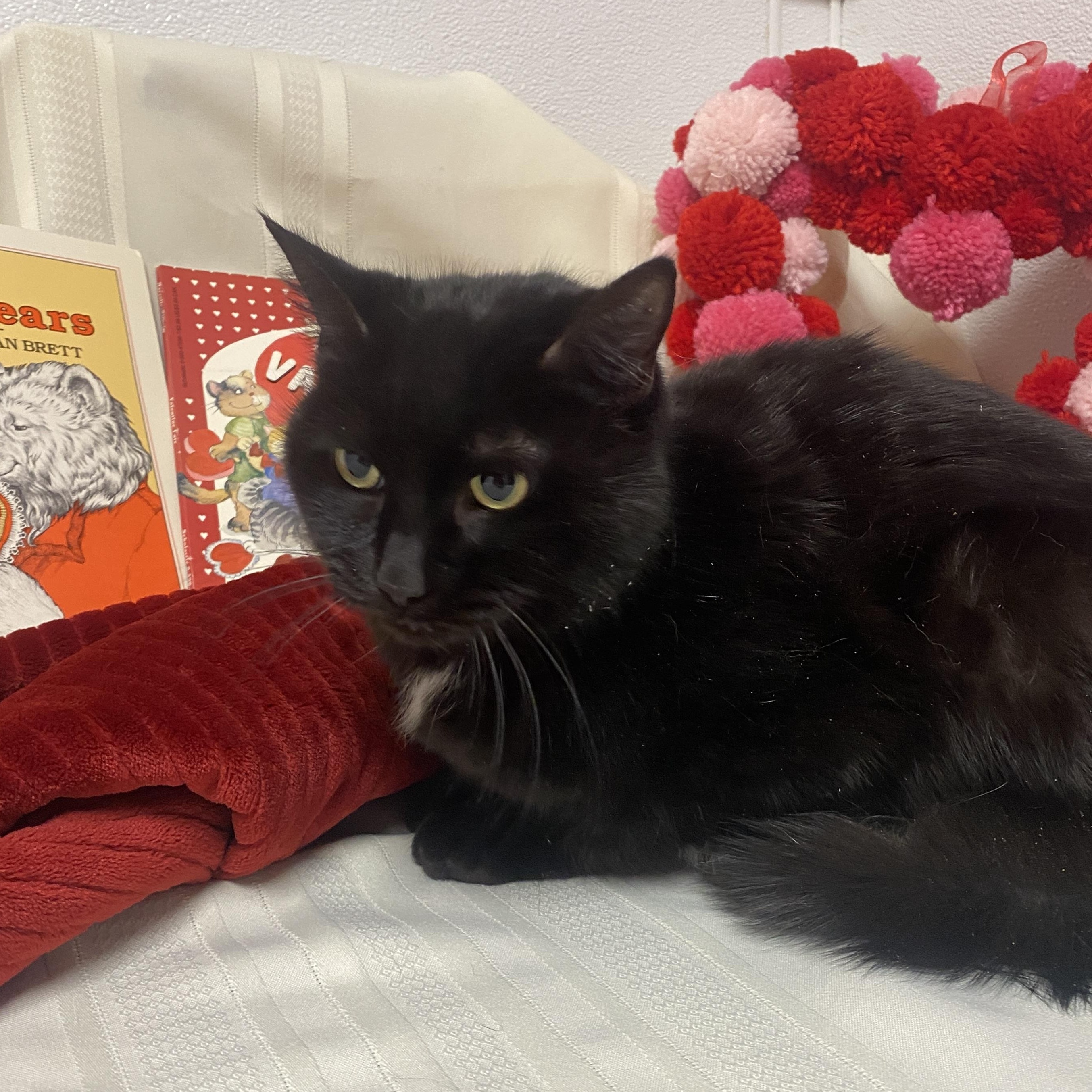 Enlarge Lucie, an adopted Domestic Short Hair in Elyria, OH image 6/6