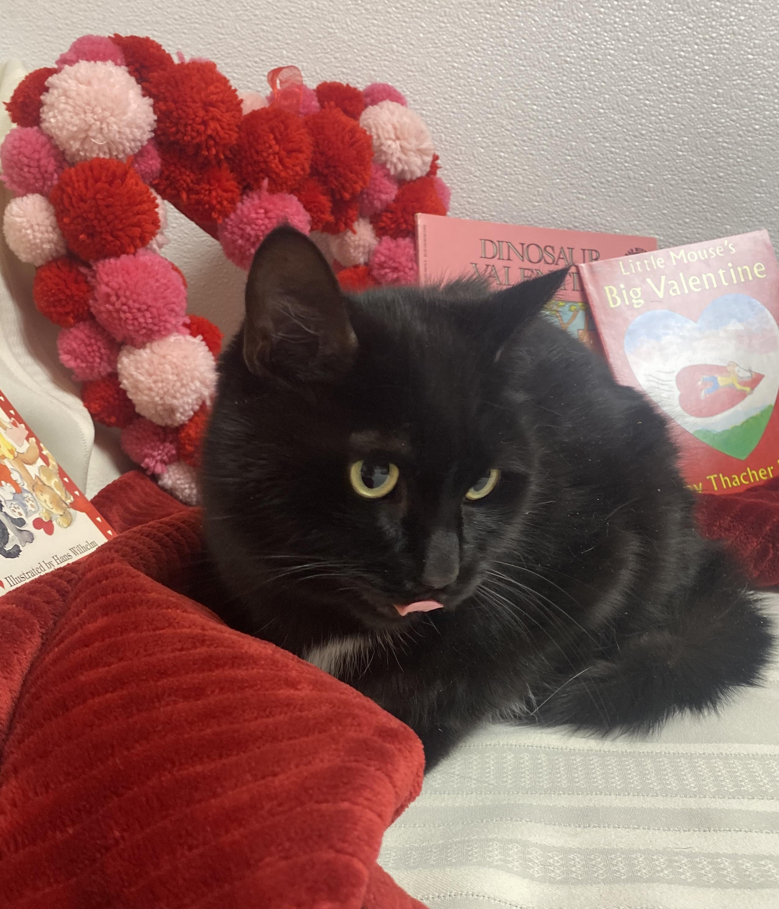 Enlarge Lucie, an adopted Domestic Short Hair in Elyria, OH image 4/6