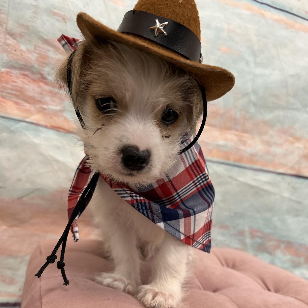 Enlarge Whitaker, a Adoptable Mixed Breed in Cheyenne, WY image 1/2