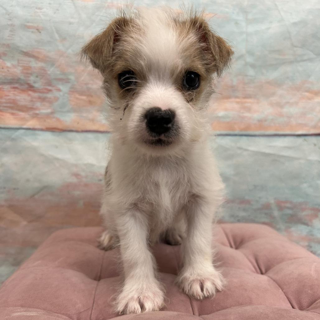 Enlarge Whitaker, a Adoptable Mixed Breed in Cheyenne, WY image 2/2