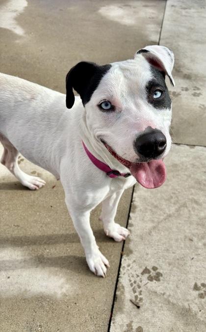 Lady, ADOPTABLE, Adult Female Pit Bull Terrier.