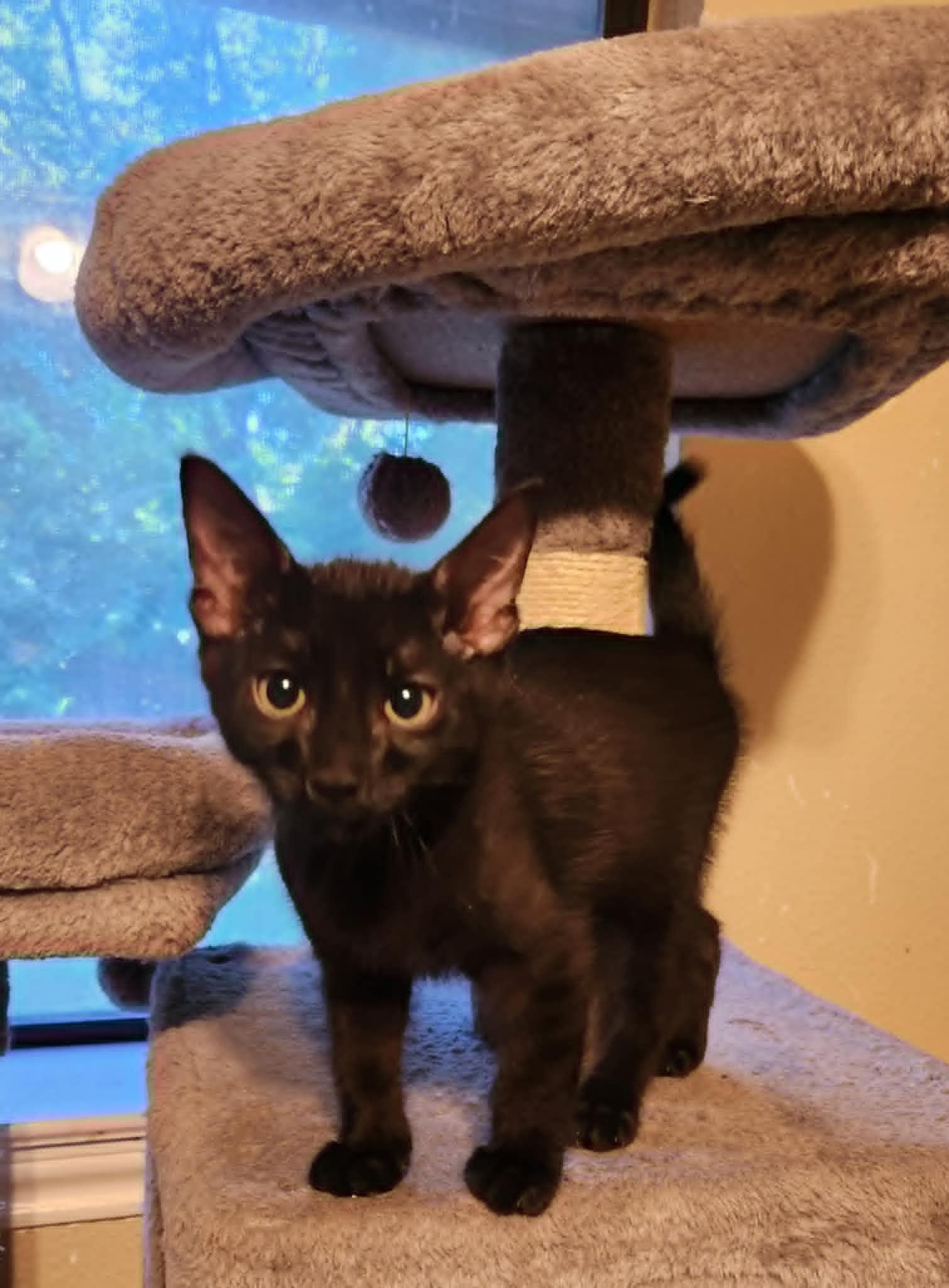 Simon