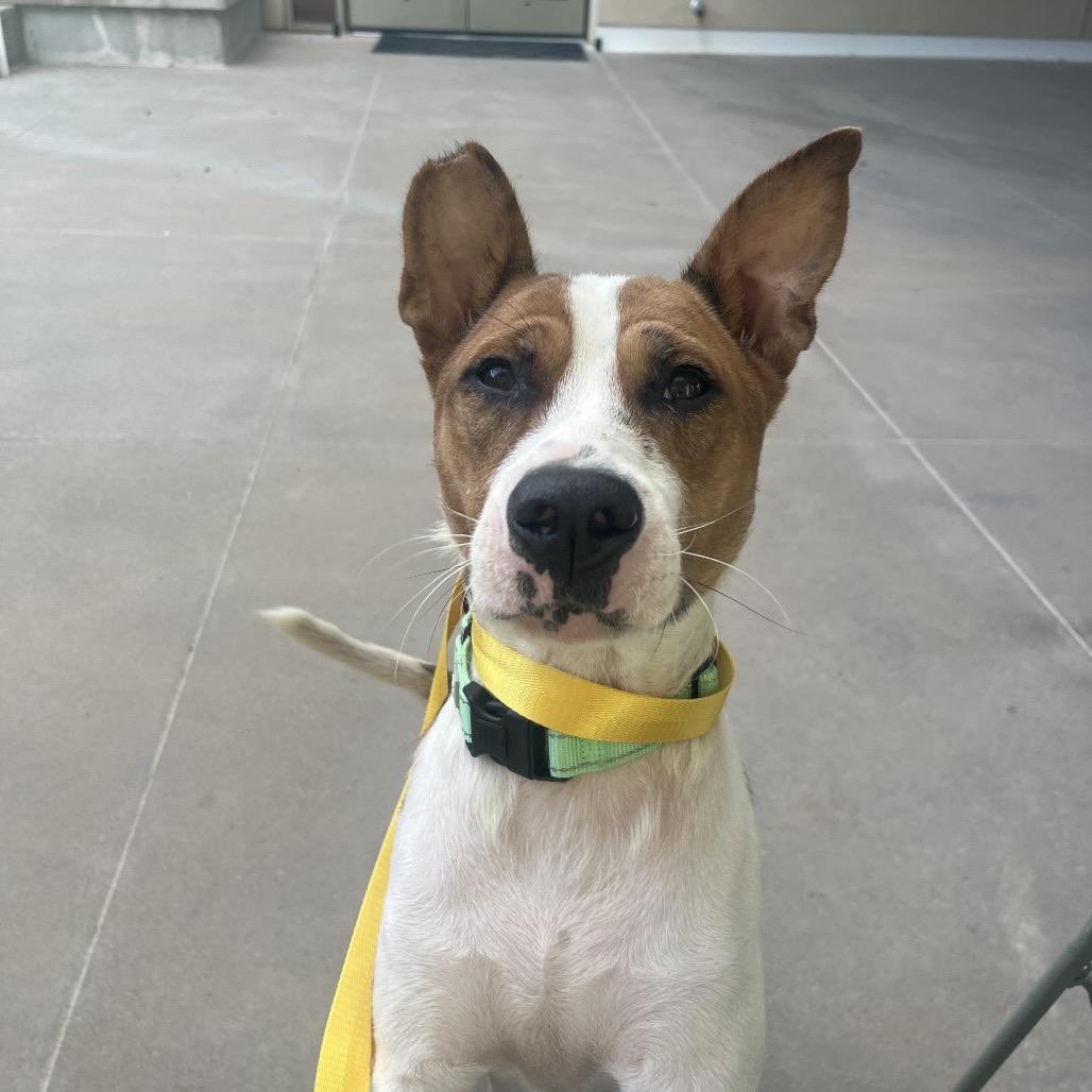 Wynnie, Adoptable, Adult Female Mixed Breed.