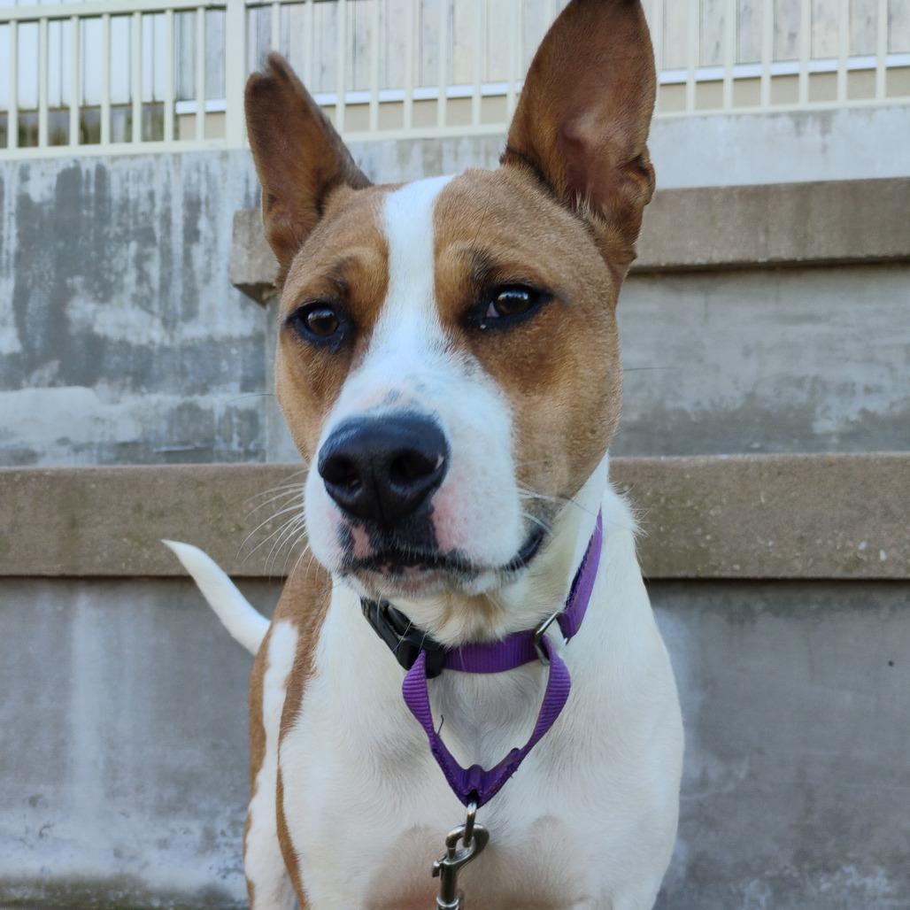 Enlarge Wynnie, a Adoptable Mixed Breed in Bentonville, AR image 2/6