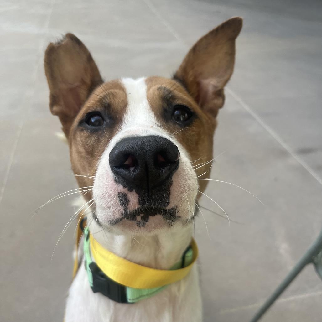 Enlarge Wynnie, a Adoptable Mixed Breed in Bentonville, AR image 3/6