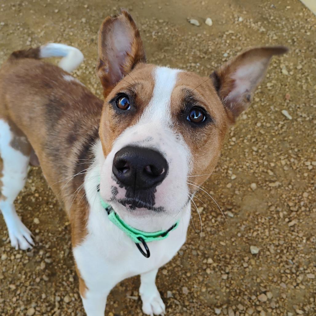 Enlarge Wynnie, a Adoptable Mixed Breed in Bentonville, AR image 4/6