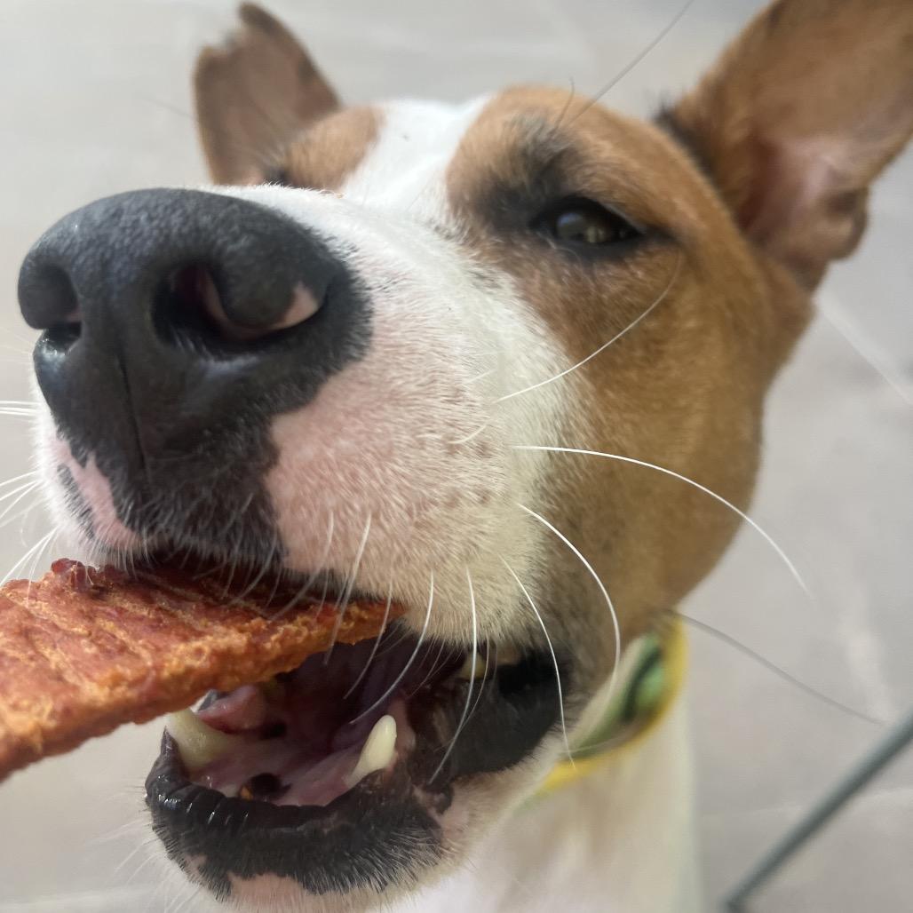 Enlarge Wynnie, a Adoptable Mixed Breed in Bentonville, AR image 5/6