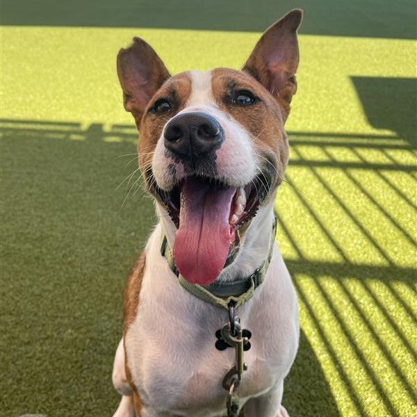 Enlarge Wynnie, a Adoptable Mixed Breed in Bentonville, AR image 6/6