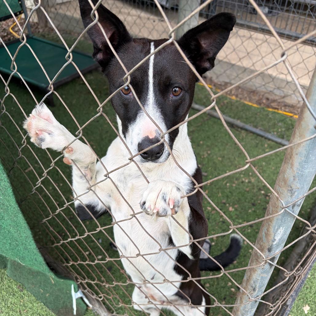 Enlarge Cookie, a Adoptable mixed breed in Kerrville, TX image 1/6