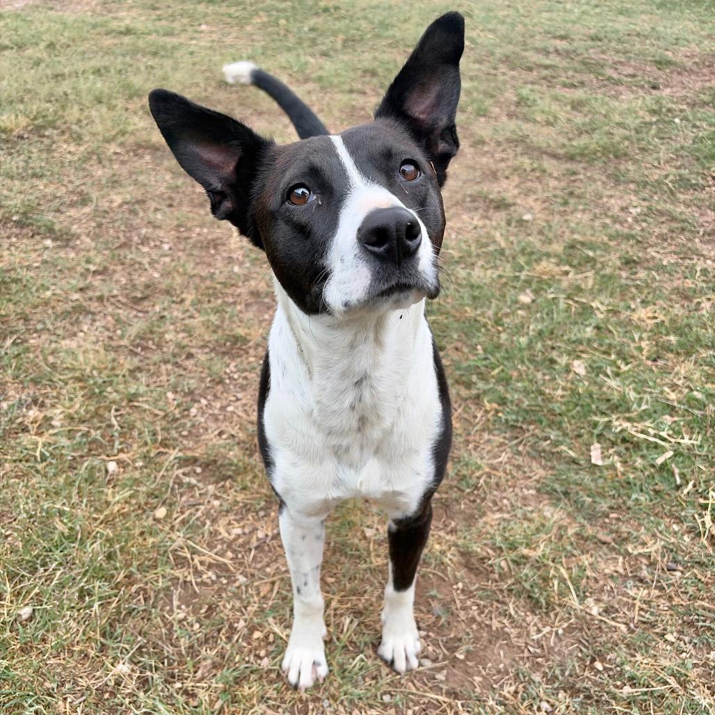 Cookie, Adoptable, Young Female Basenji & Mixed Breed.