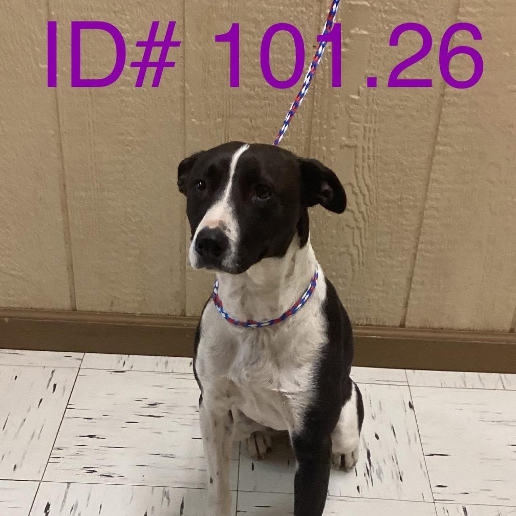 Enlarge Cookie, a Adoptable mixed breed in Kerrville, TX image 3/6