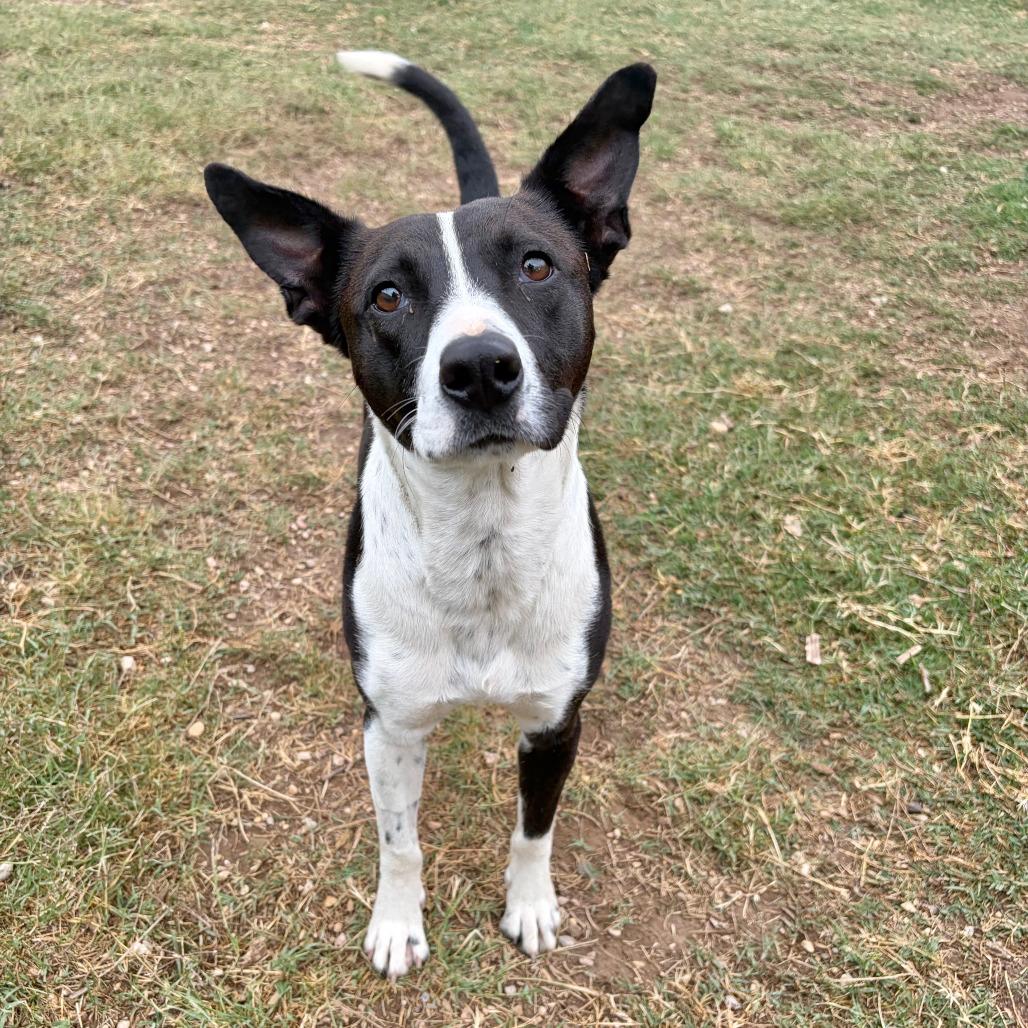 Enlarge Cookie, a Adoptable mixed breed in Kerrville, TX image 4/6