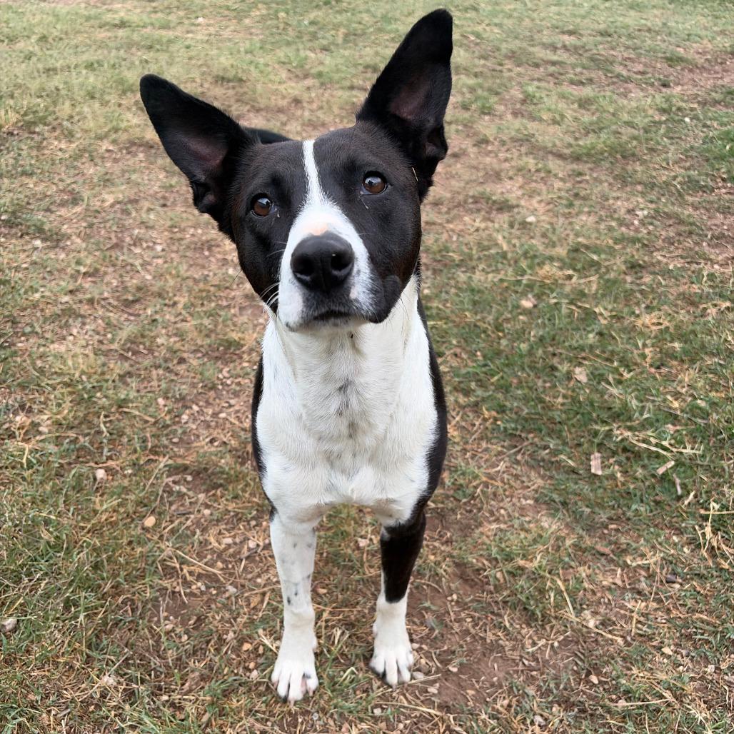 Enlarge Cookie, a Adoptable mixed breed in Kerrville, TX image 5/6