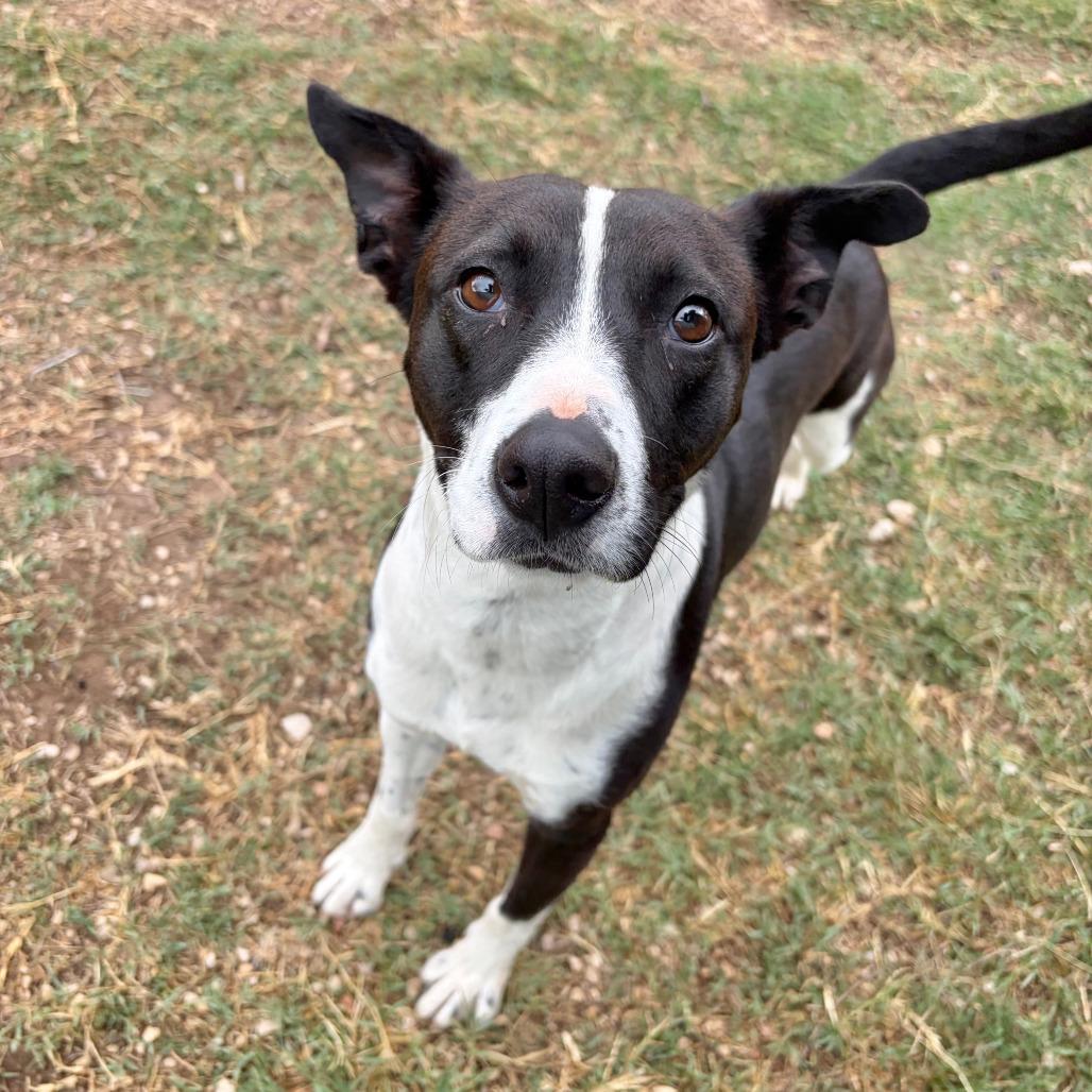 Enlarge Cookie, a Adoptable mixed breed in Kerrville, TX image 6/6