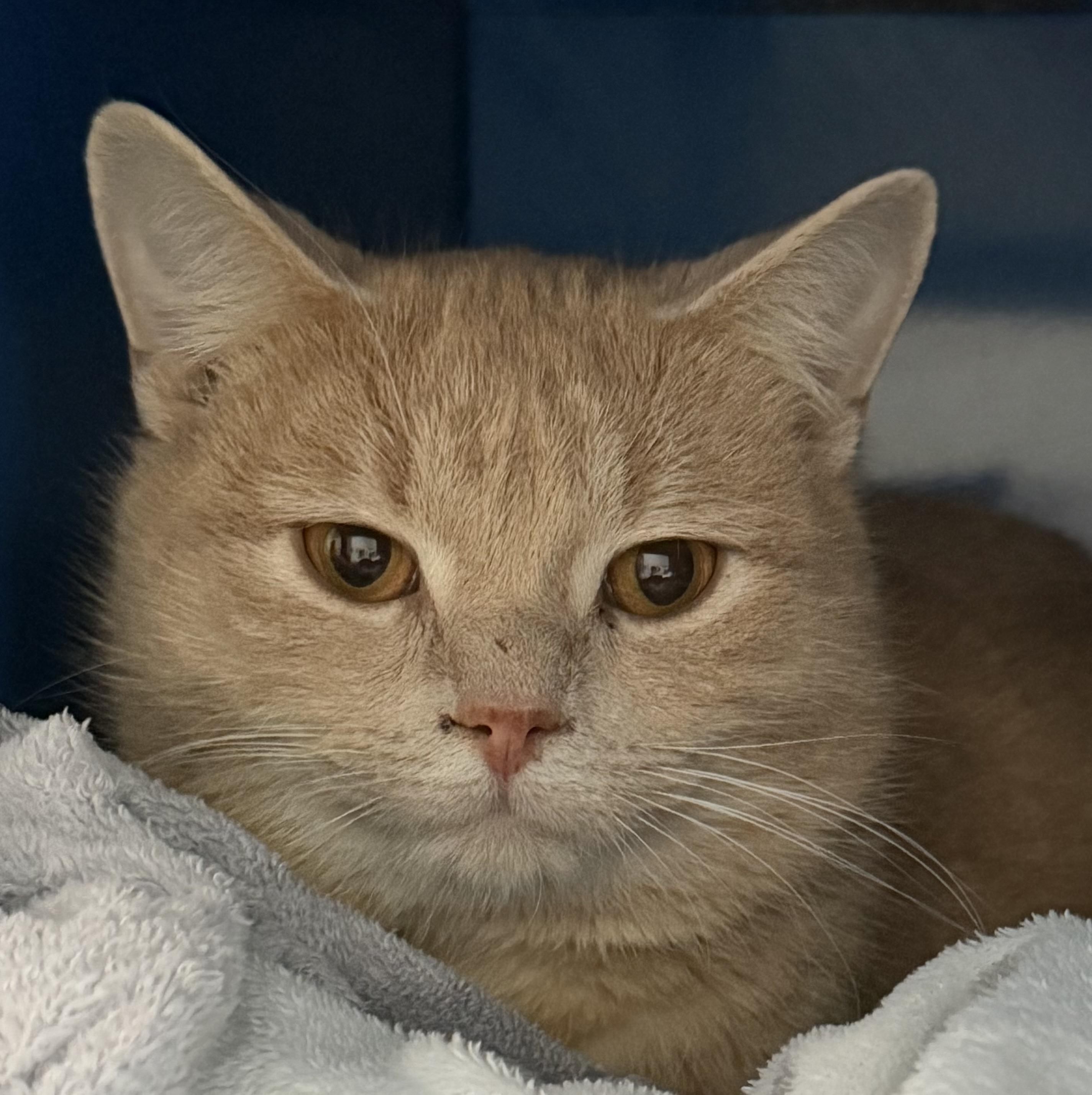 Enlarge Munster, an adopted Domestic Short Hair in Sault Sainte Marie, MI image 2/2