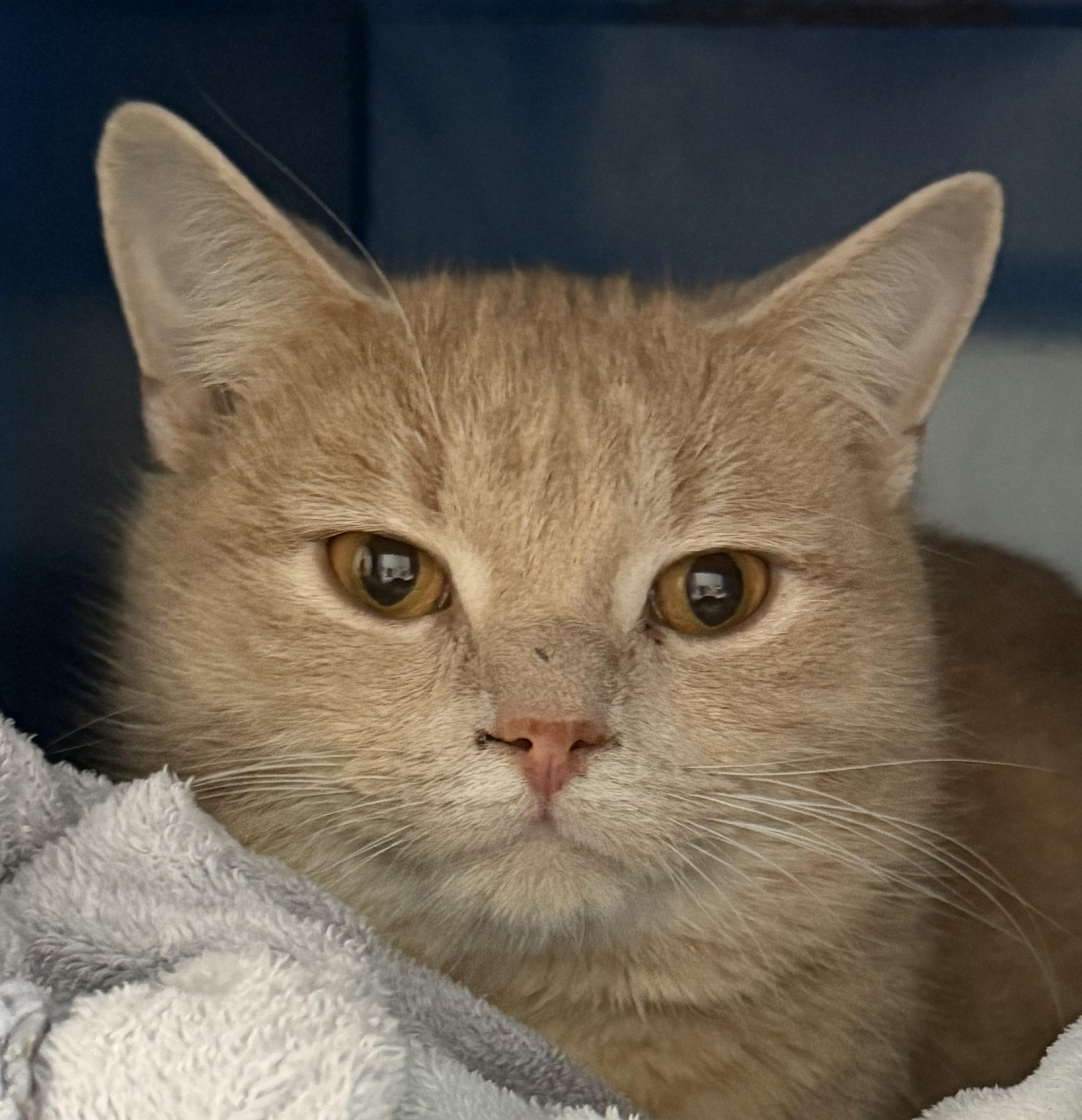 Enlarge Munster, an adopted Domestic Short Hair in Sault Sainte Marie, MI image 1/2