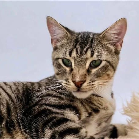 Katara, ADOPTABLE, Young Male Domestic Short Hair & Tabby.