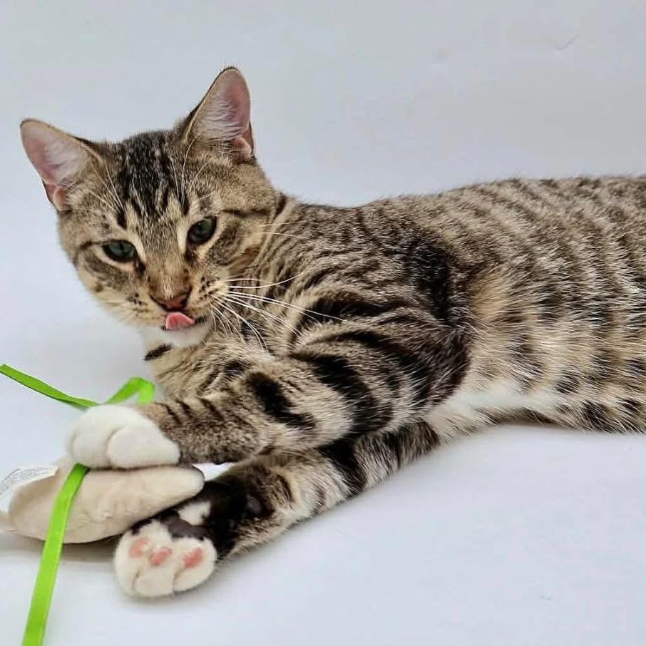 Katara, a ADOPTABLE mixed breed in Lubbock, TX image 2/3