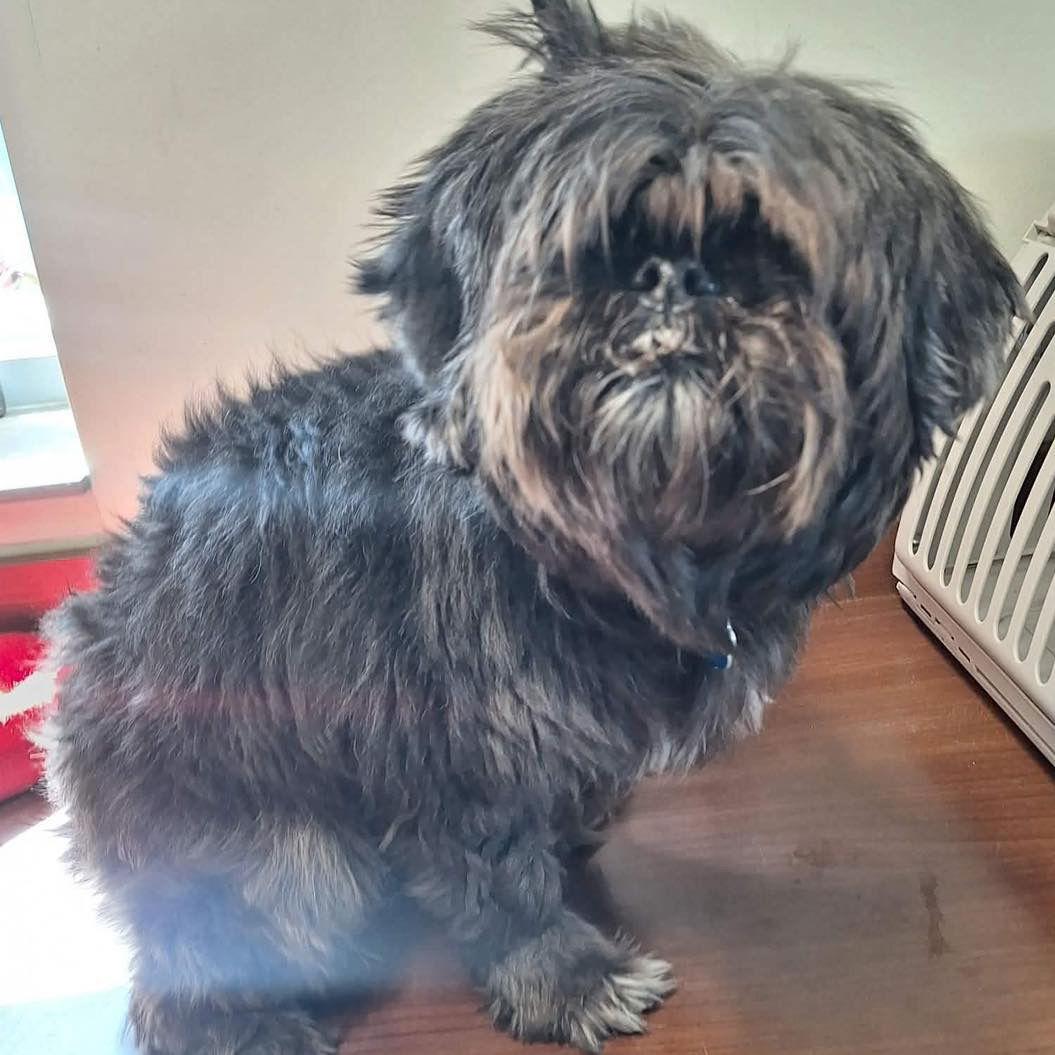 Enlarge Chloe, a Adopted Shih Tzu in Grand Bay, AL image 1/1