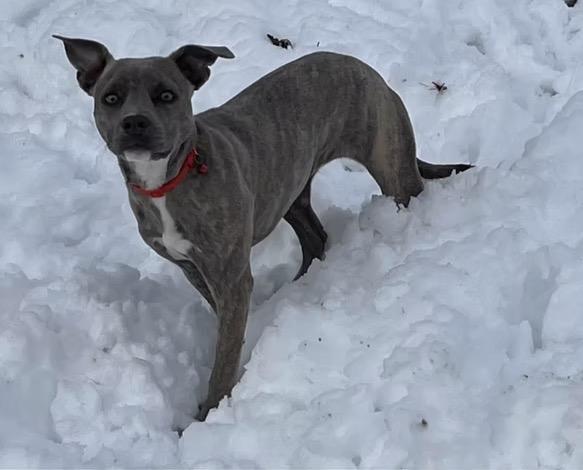 Enlarge Willow, a ADOPTABLE mixed breed in Harrington, DE image 3/4