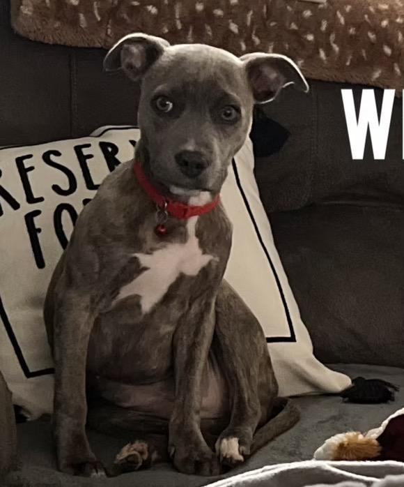 Enlarge Willow, a ADOPTABLE mixed breed in Harrington, DE image 4/4