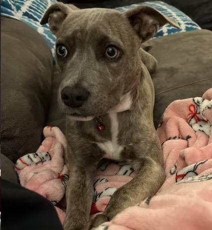 Enlarge Willow, a ADOPTABLE mixed breed in Harrington, DE image 2/4