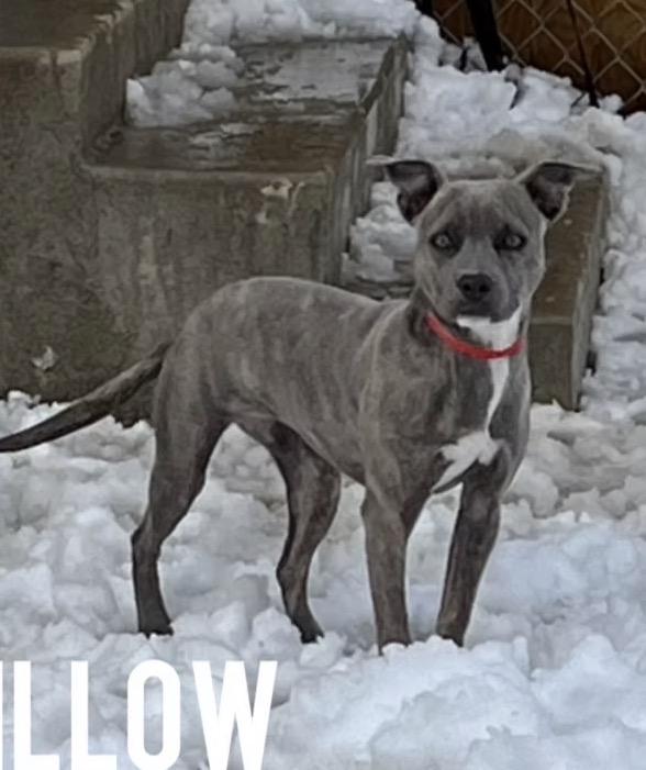 Willow, ADOPTABLE, Puppy Female Terrier.