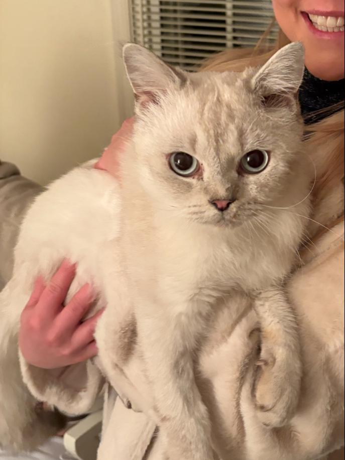 Maro, Adoptable, Young Male Ragdoll.
