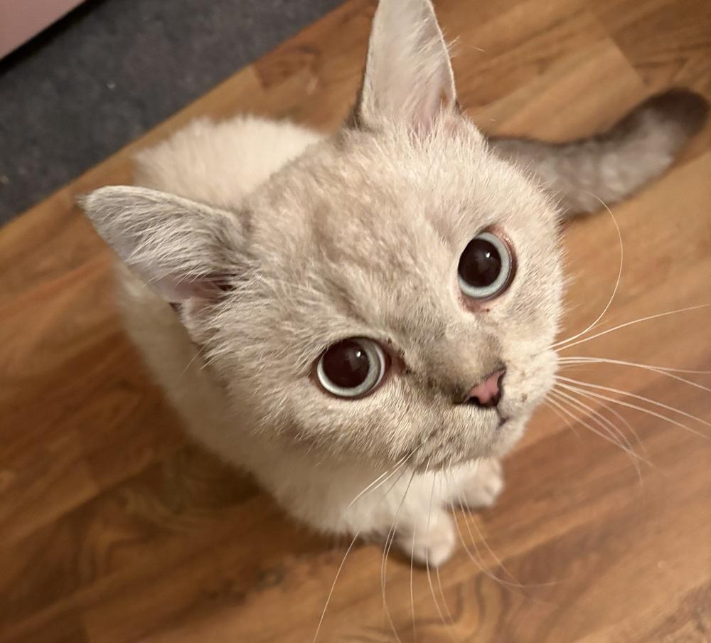 Maro, a Adoptable mixed breed in Vienna , VA image 2/4