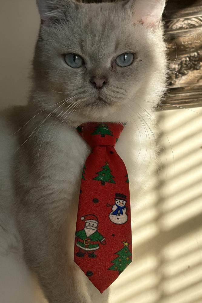 Maro, a Adoptable mixed breed in Vienna , VA image 3/4