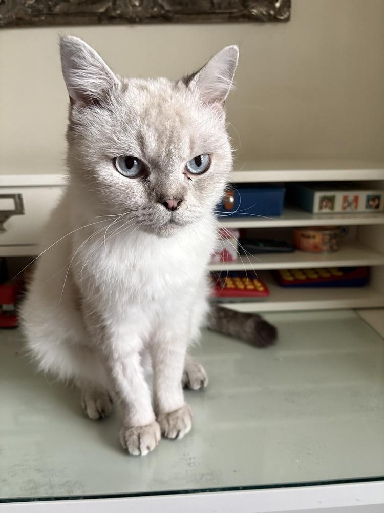 Maro, a Adoptable mixed breed in Vienna , VA image 4/4