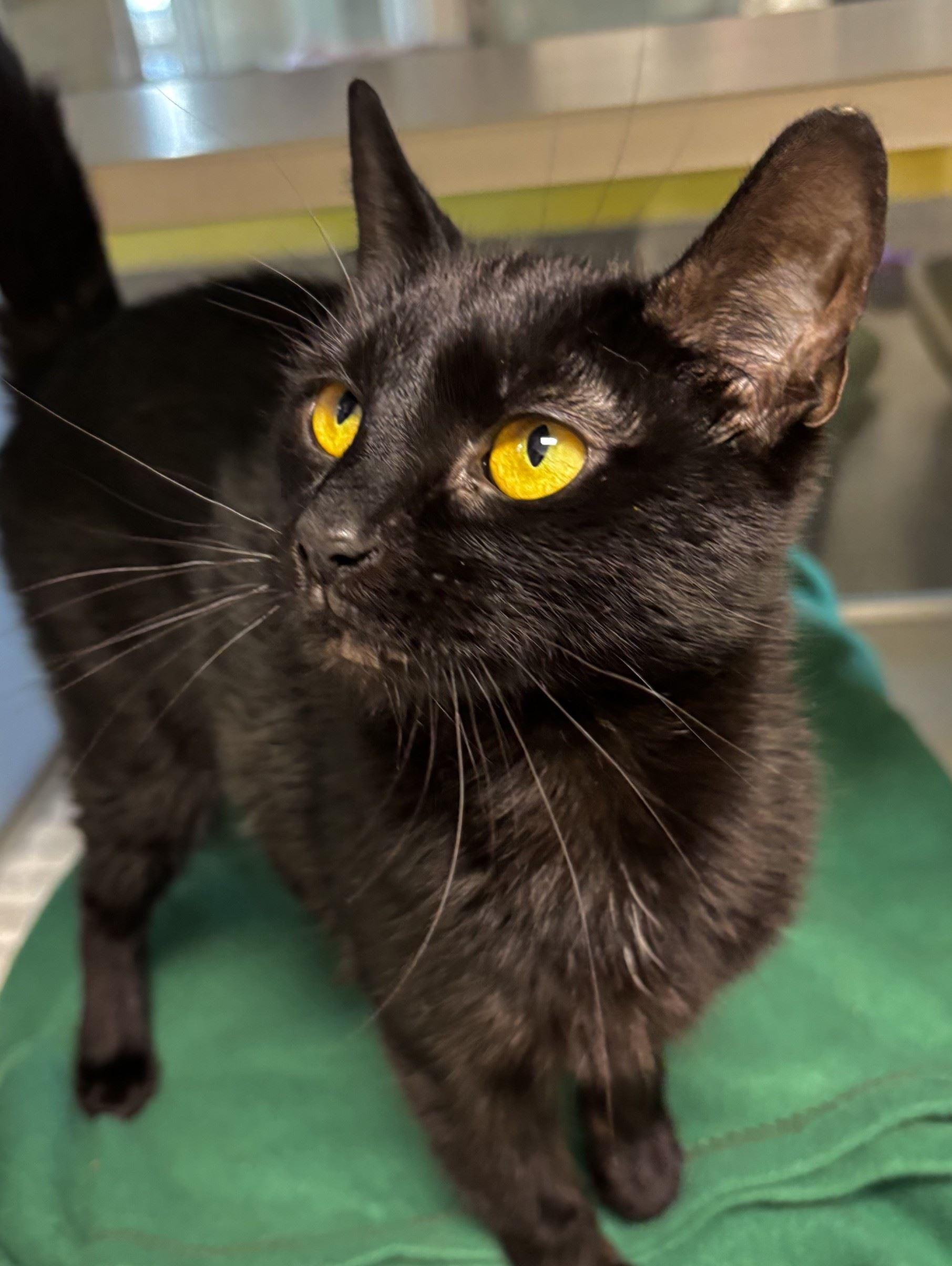 Enlarge Blender, a Adoptable Domestic Short Hair in Iowa City, IA image 2/2