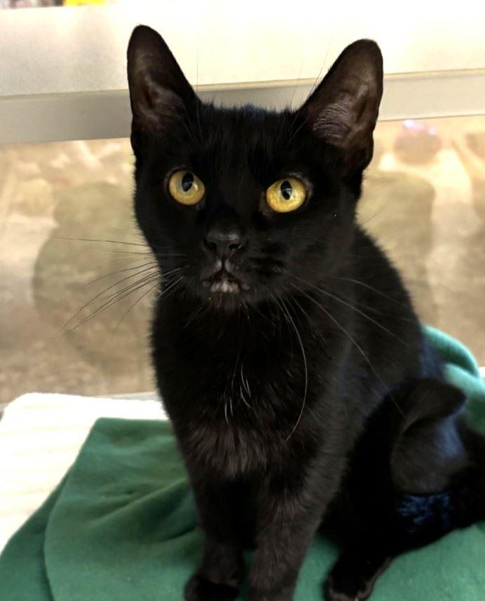 Blender, Adoptable, Young Female Domestic Short Hair.