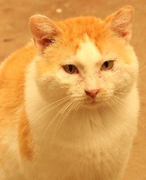 Enlarge Sneed, a Adoptable mixed breed in Savannah, MO image 1/1