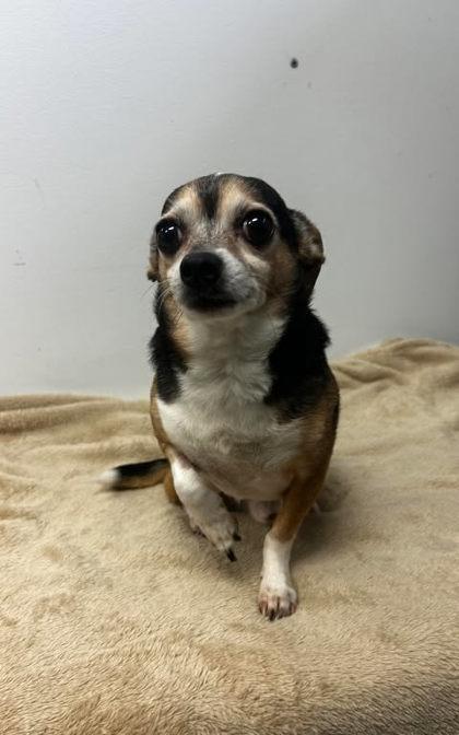 Enlarge Kanoodle, a Adoptable mixed breed in Spruce Pine, NC image 1/1