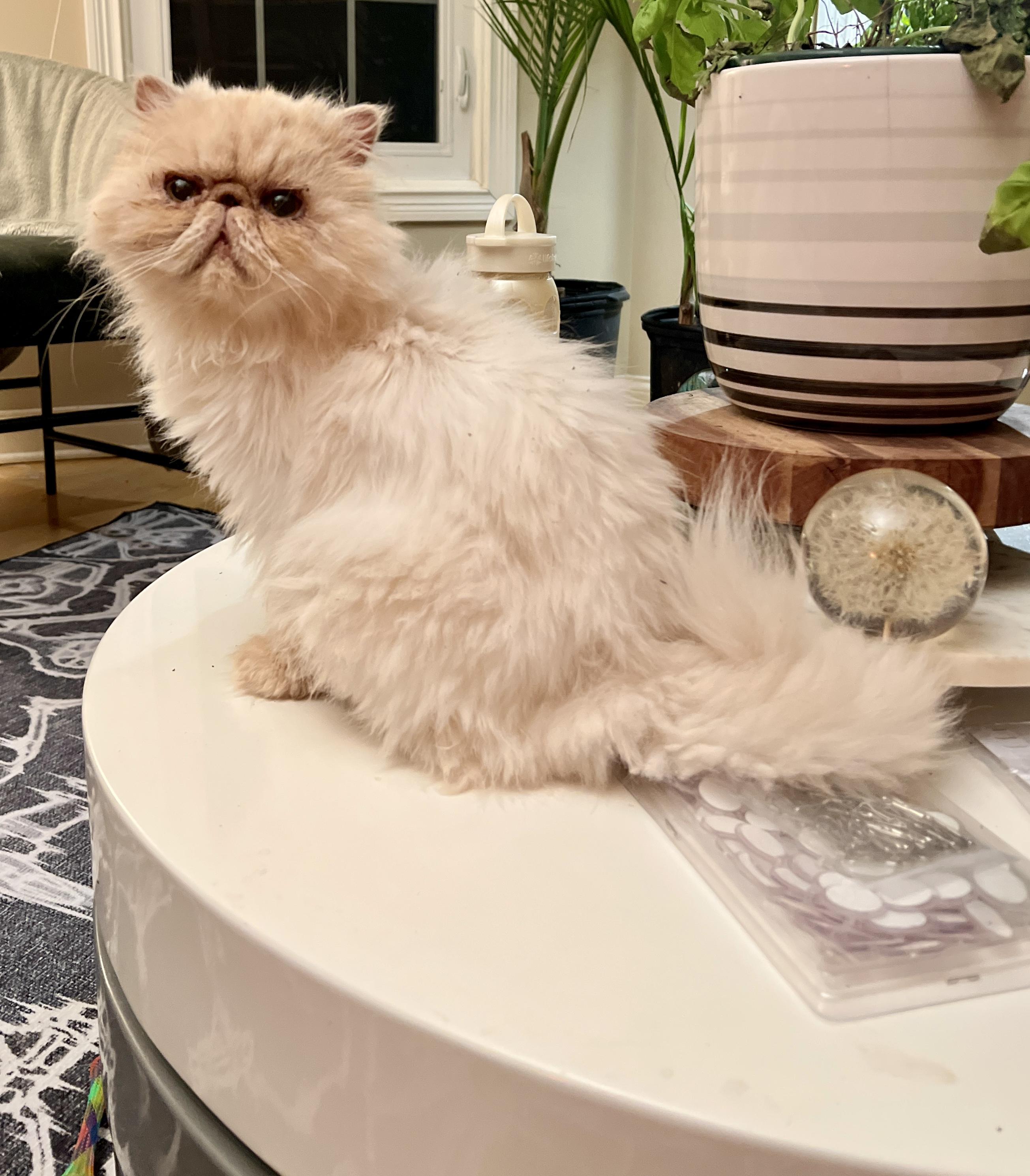 Enlarge Hazel, a ADOPTABLE Persian in valparaiso, IN image 1/4