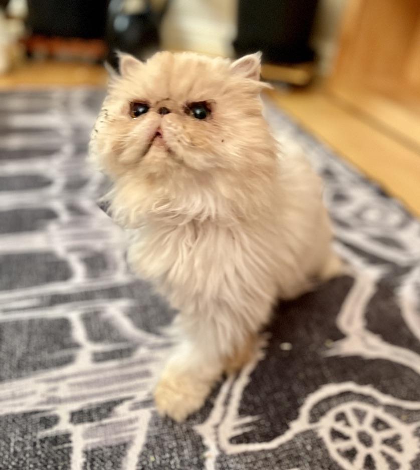 Enlarge Hazel, a ADOPTABLE Persian in valparaiso, IN image 3/4