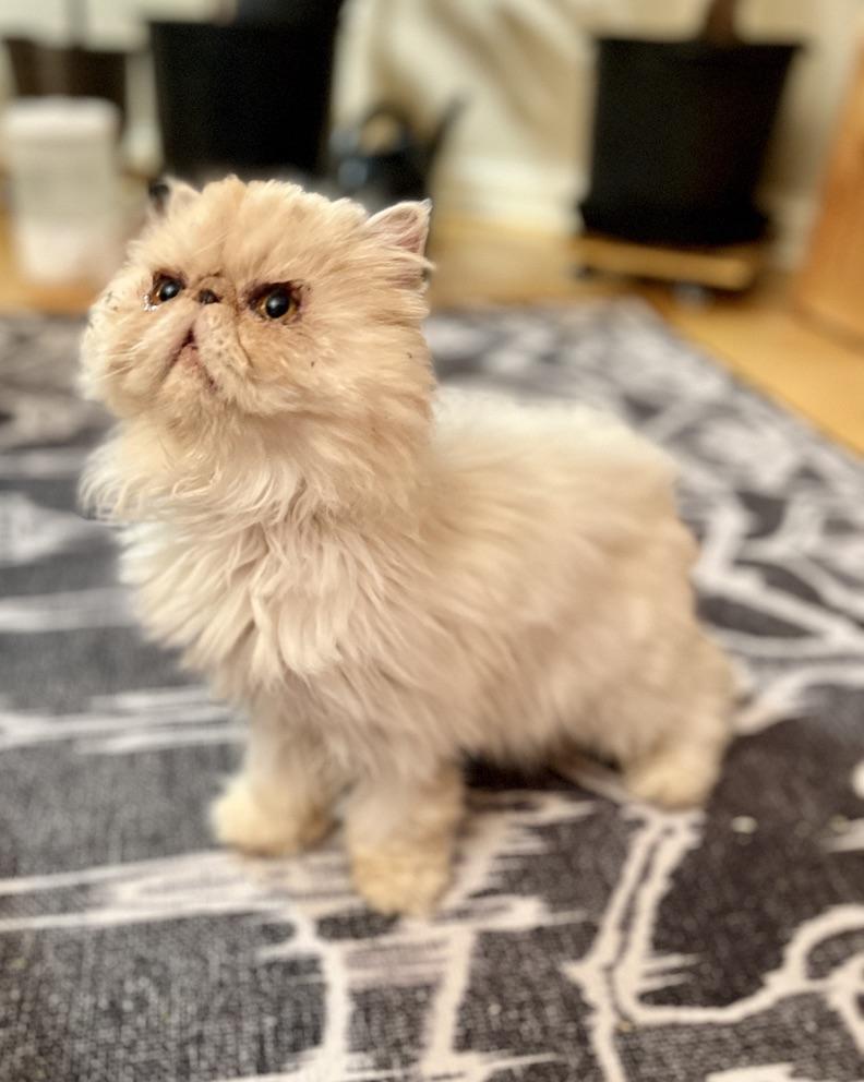 Enlarge Hazel, a ADOPTABLE Persian in valparaiso, IN image 4/4