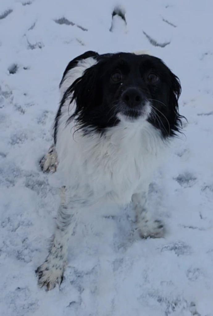 Stewie, Adopted, Adult Male Mixed Breed.